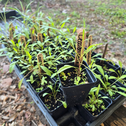 Coreopsis - Leavensworth's Tickseed (Coreopsis leavenworthii) (Florida Native) - Whitwam Organics