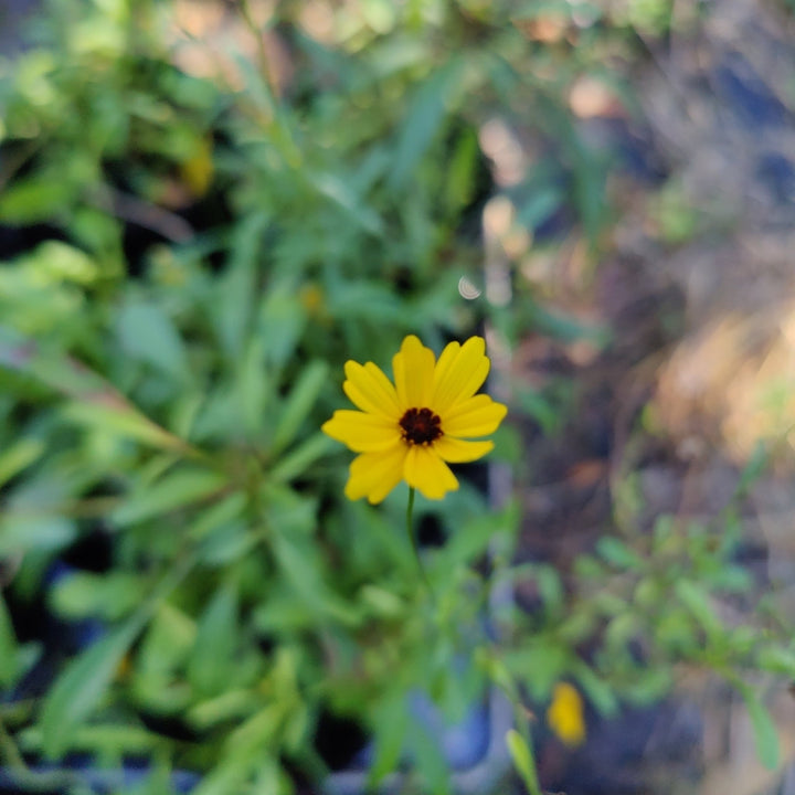 Coreopsis - Leavensworth's Tickseed (Coreopsis leavenworthii) (Florida Native) - Whitwam Organics