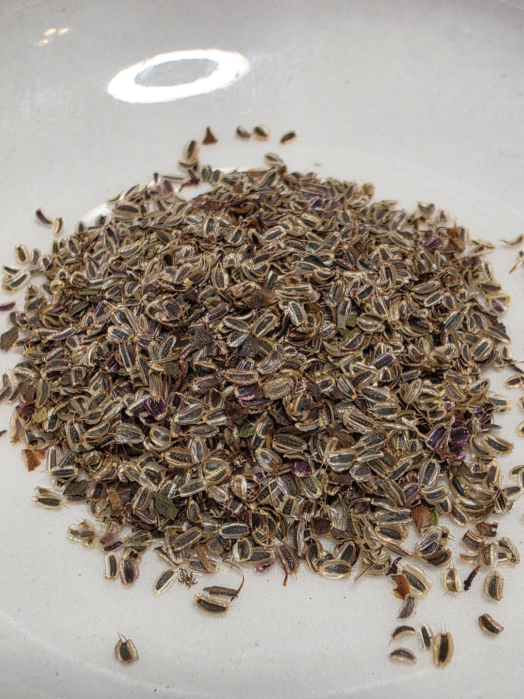 Coreopsis - Leavensworth's Tickseed (Coreopsis leavenworthii) (Florida Native) - Whitwam Organics