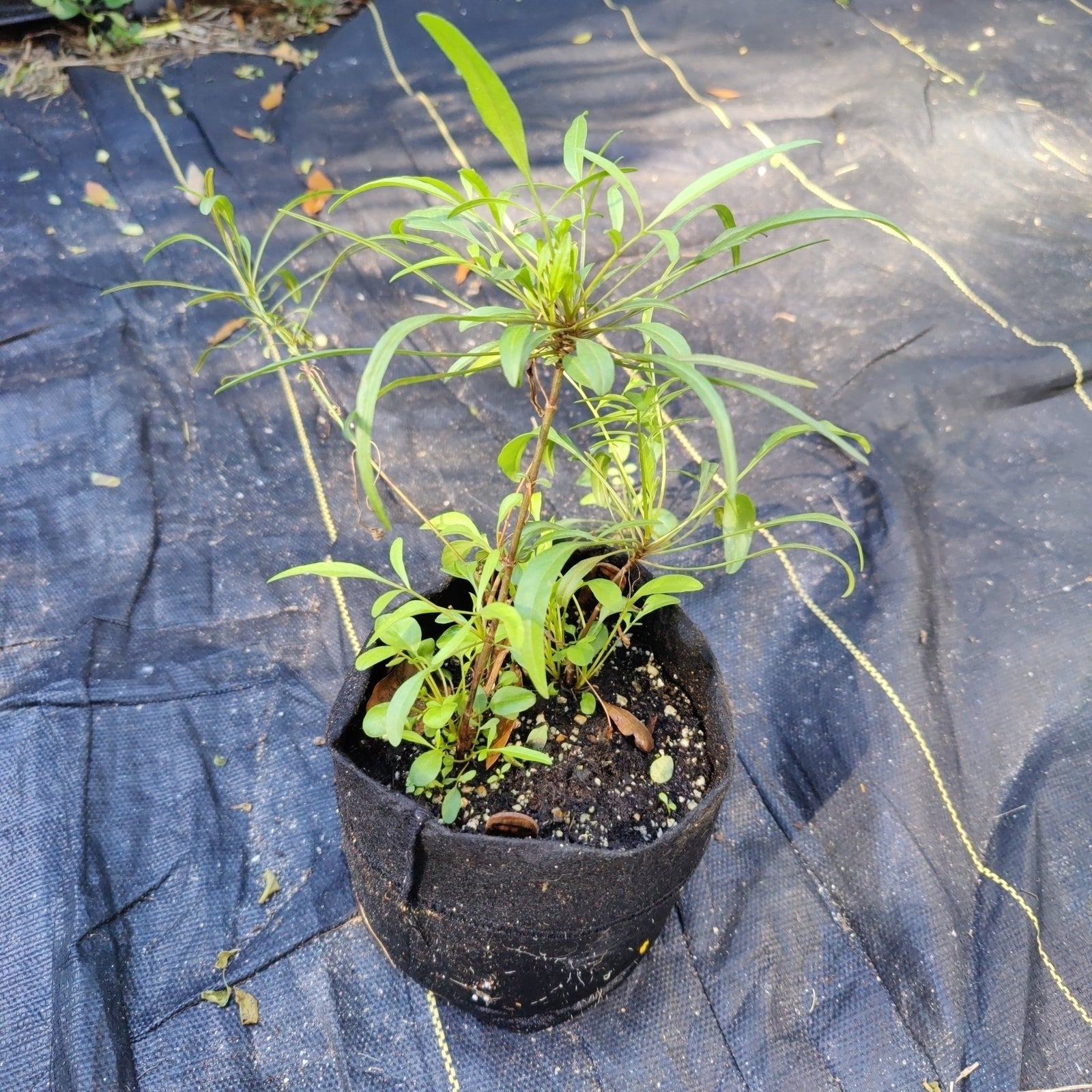 Coreopsis - Leavensworth's Tickseed (Coreopsis leavenworthii) (Florida Native) - Whitwam Organics