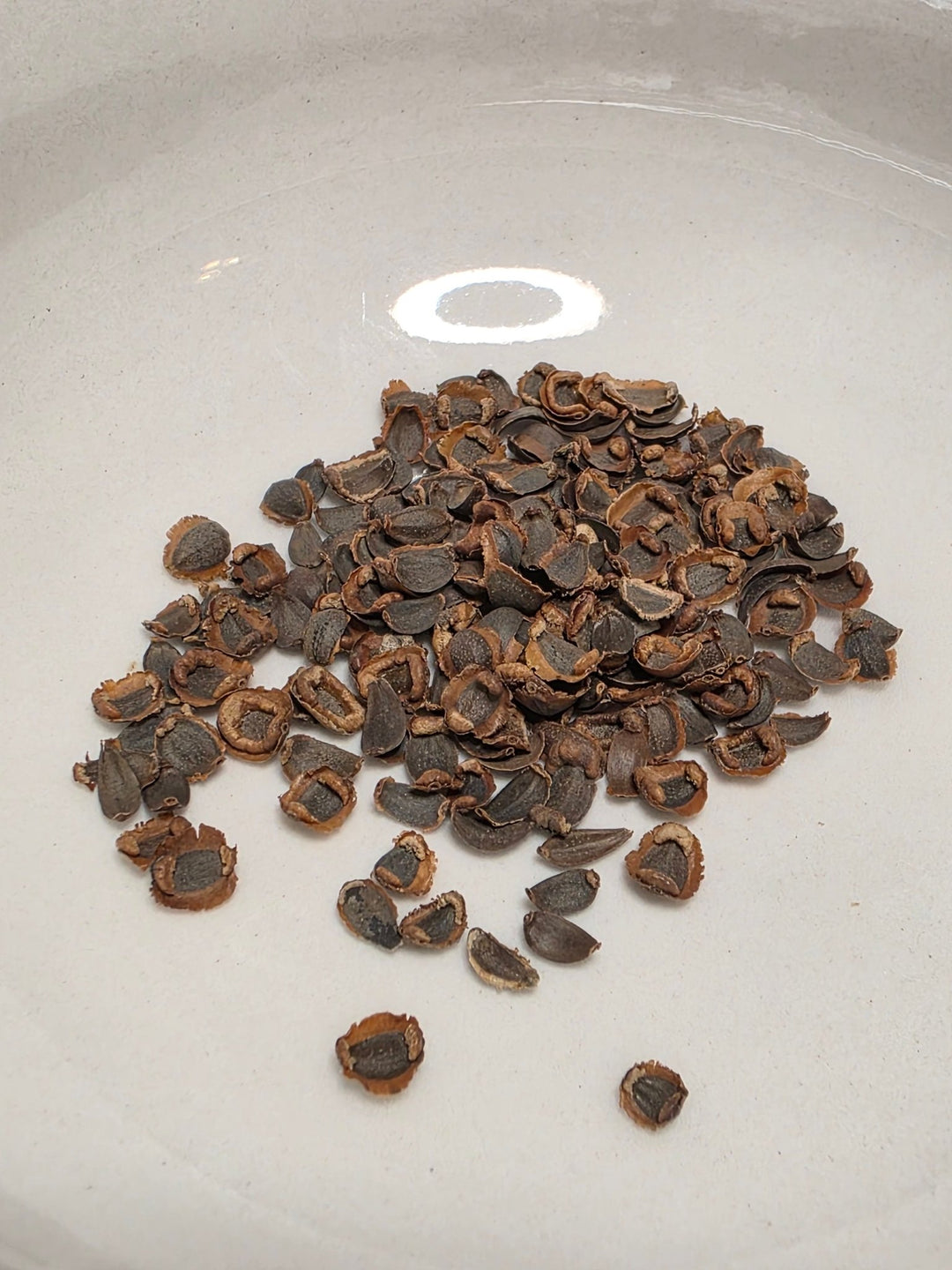 Coreopsis - Picta Tickseed (Coreopsis nuecensis) (Florida Native) - Whitwam Organics