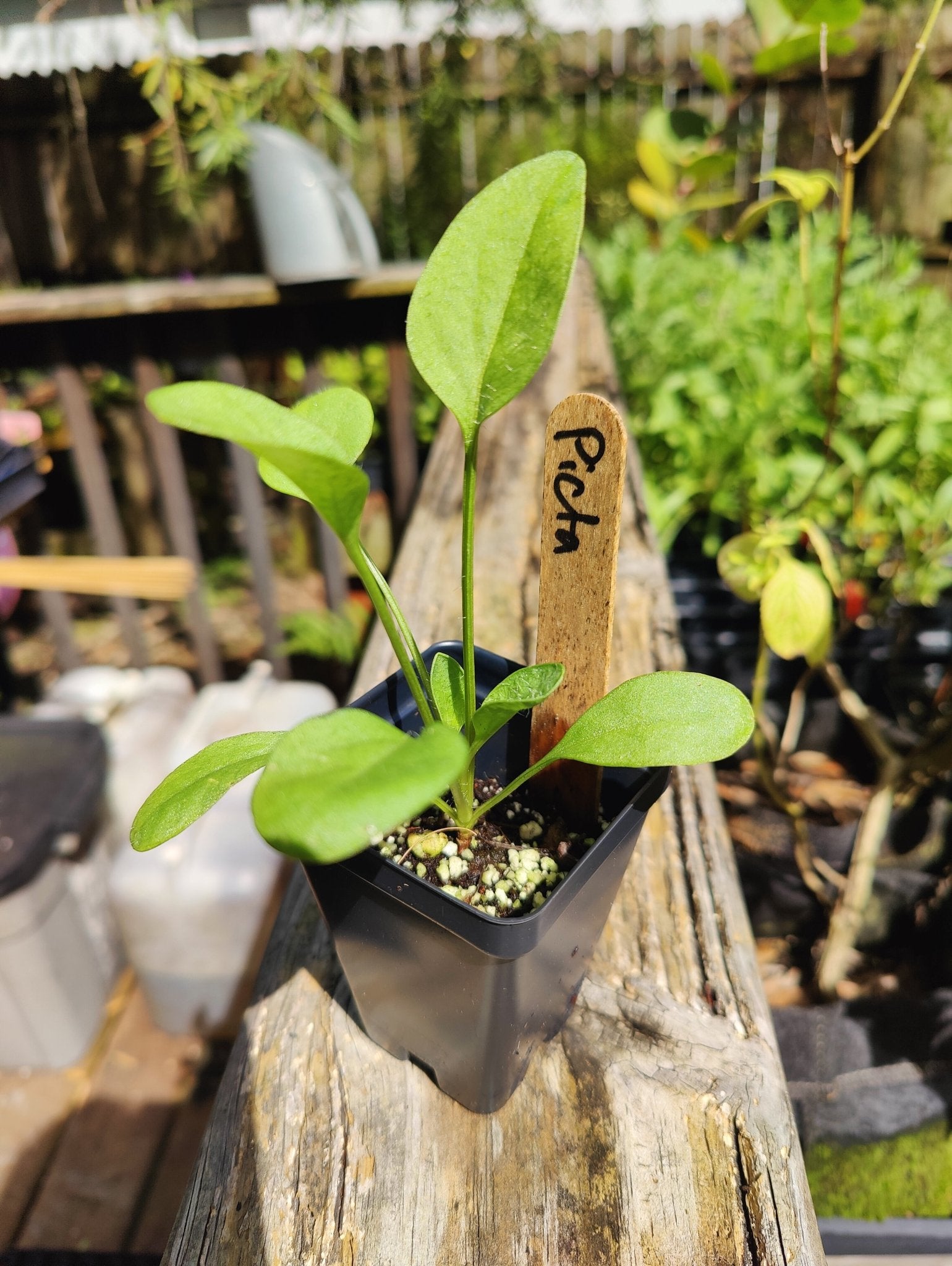 Coreopsis - Picta Tickseed (Coreopsis nuecensis) (Florida Native) - Whitwam Organics