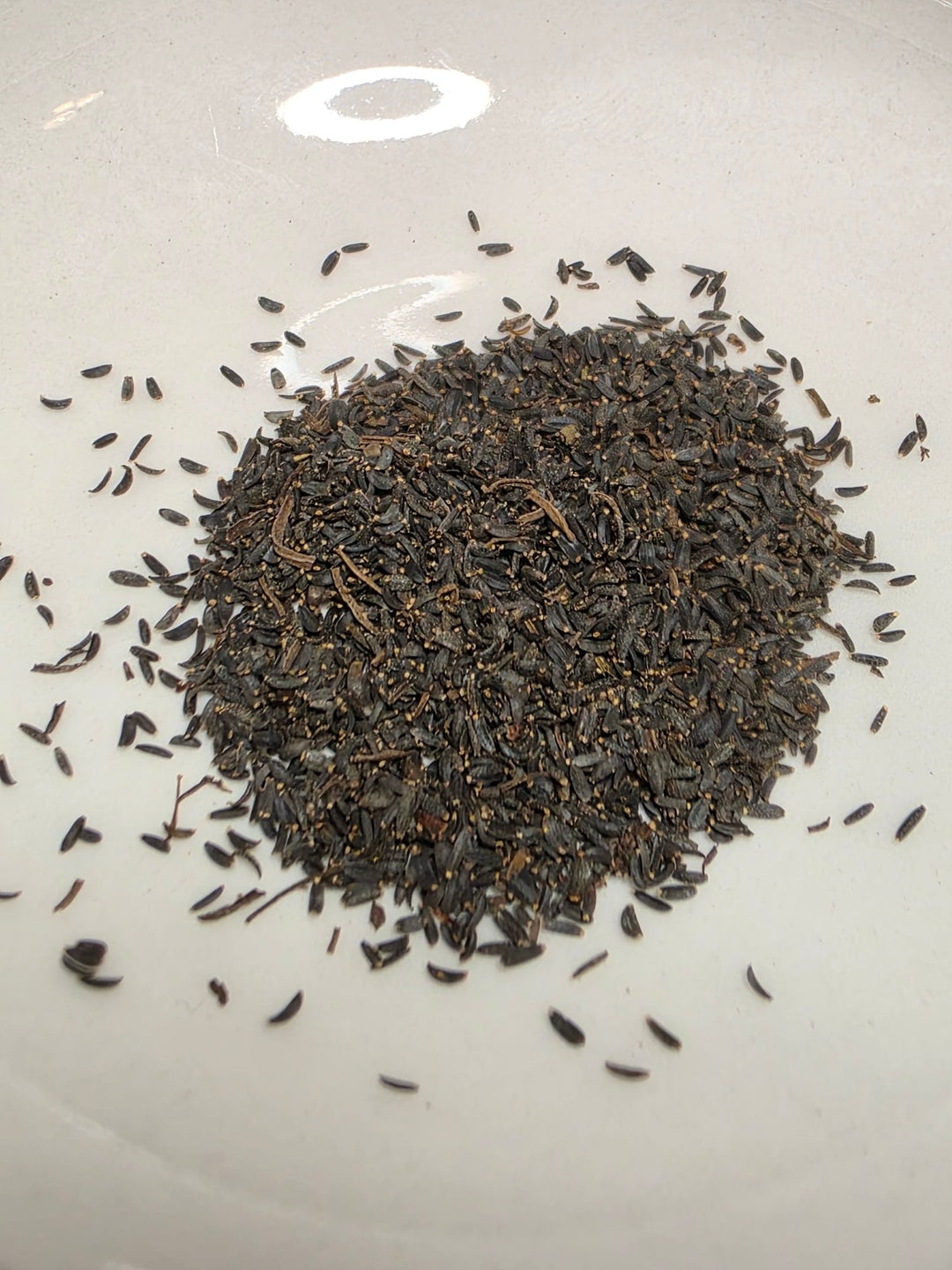 Coreopsis - Plains (Coreopsis tinctoria) (Florida - Friendly) - Whitwam Organics