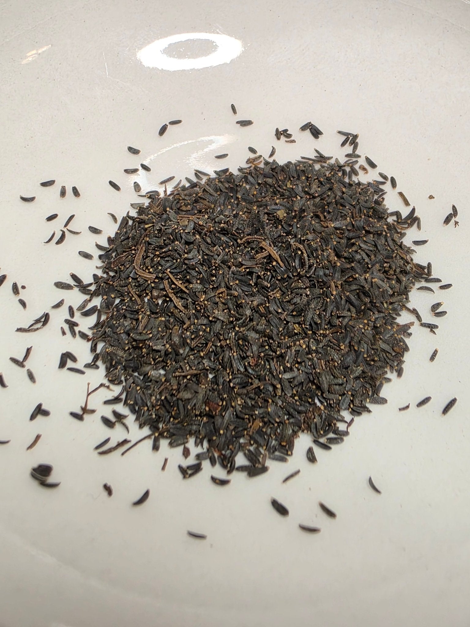 Coreopsis - Plains (Coreopsis tinctoria) (Florida - Friendly) - Whitwam Organics