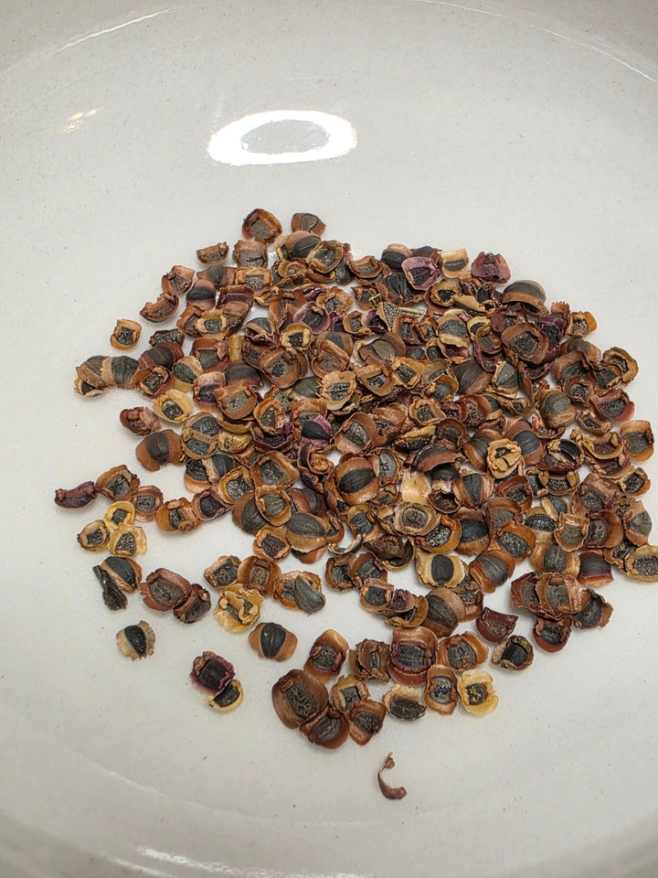 Coreopsis - Sand (Coreopsis lanceolata) (Florida Native) - Whitwam Organics