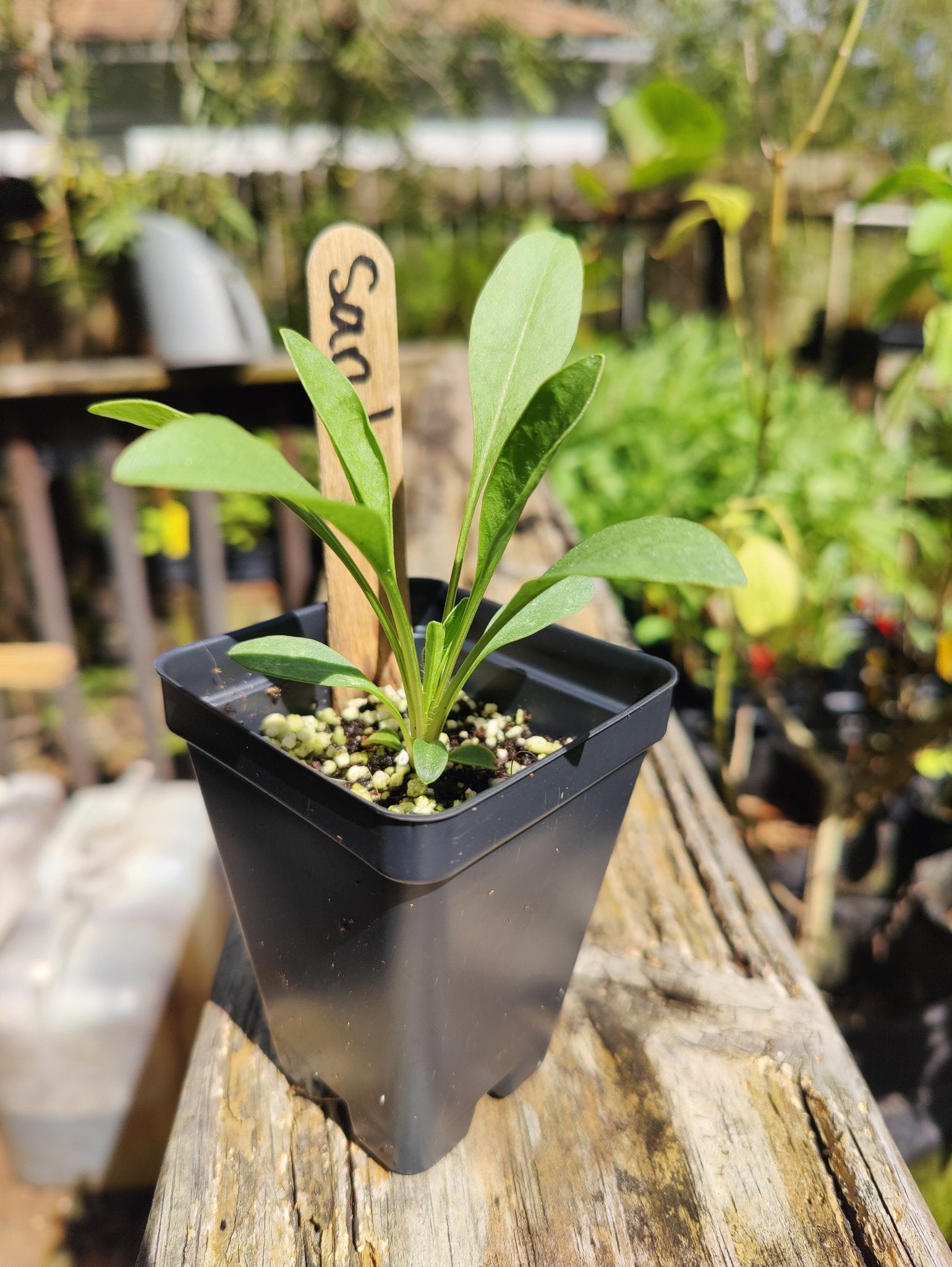 Coreopsis - Sand (Coreopsis lanceolata) (Florida Native) - Whitwam Organics