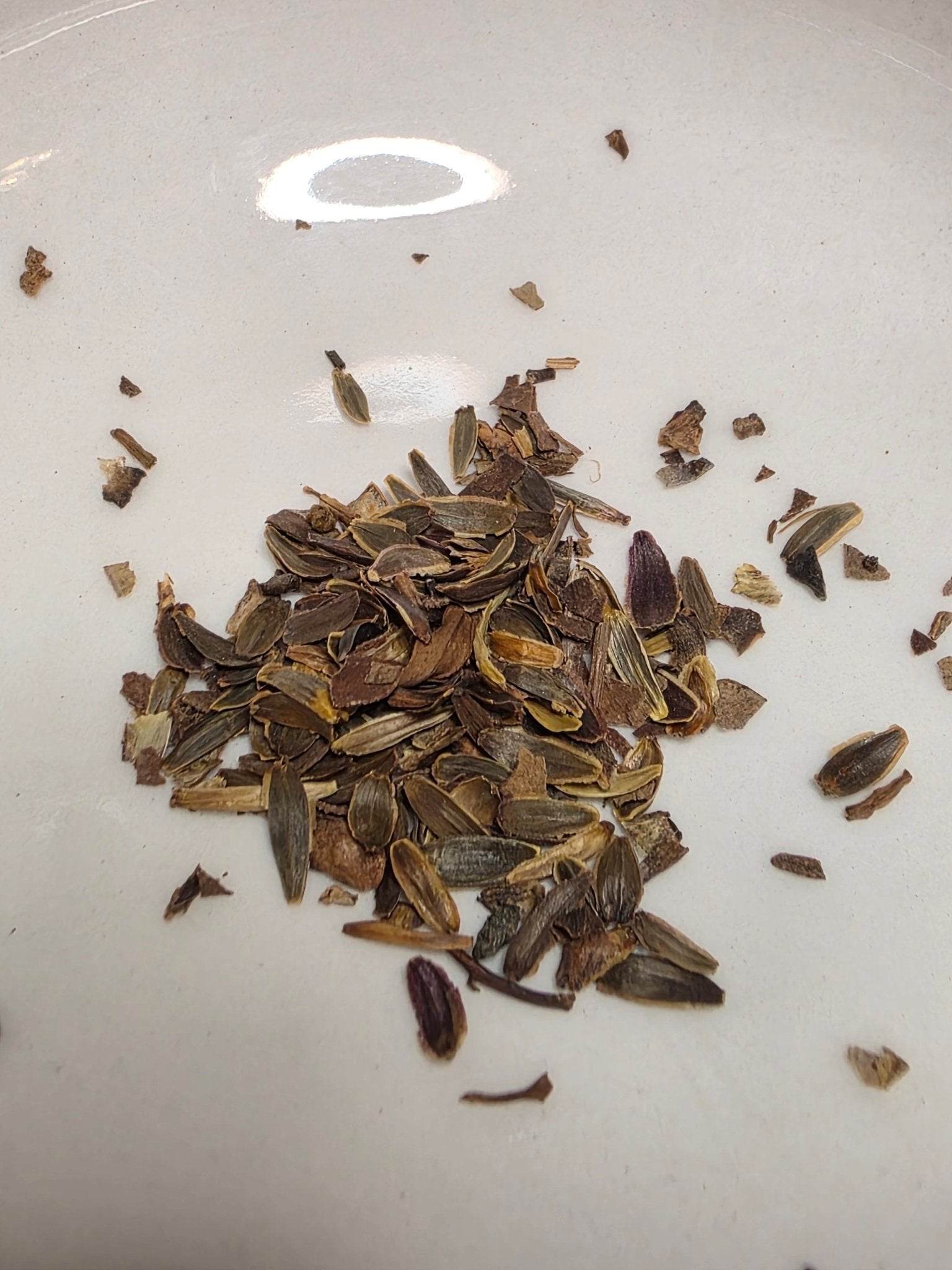 Coreopsis - Tall (Coreopsis tripteris) (Florida Native) - Whitwam Organics