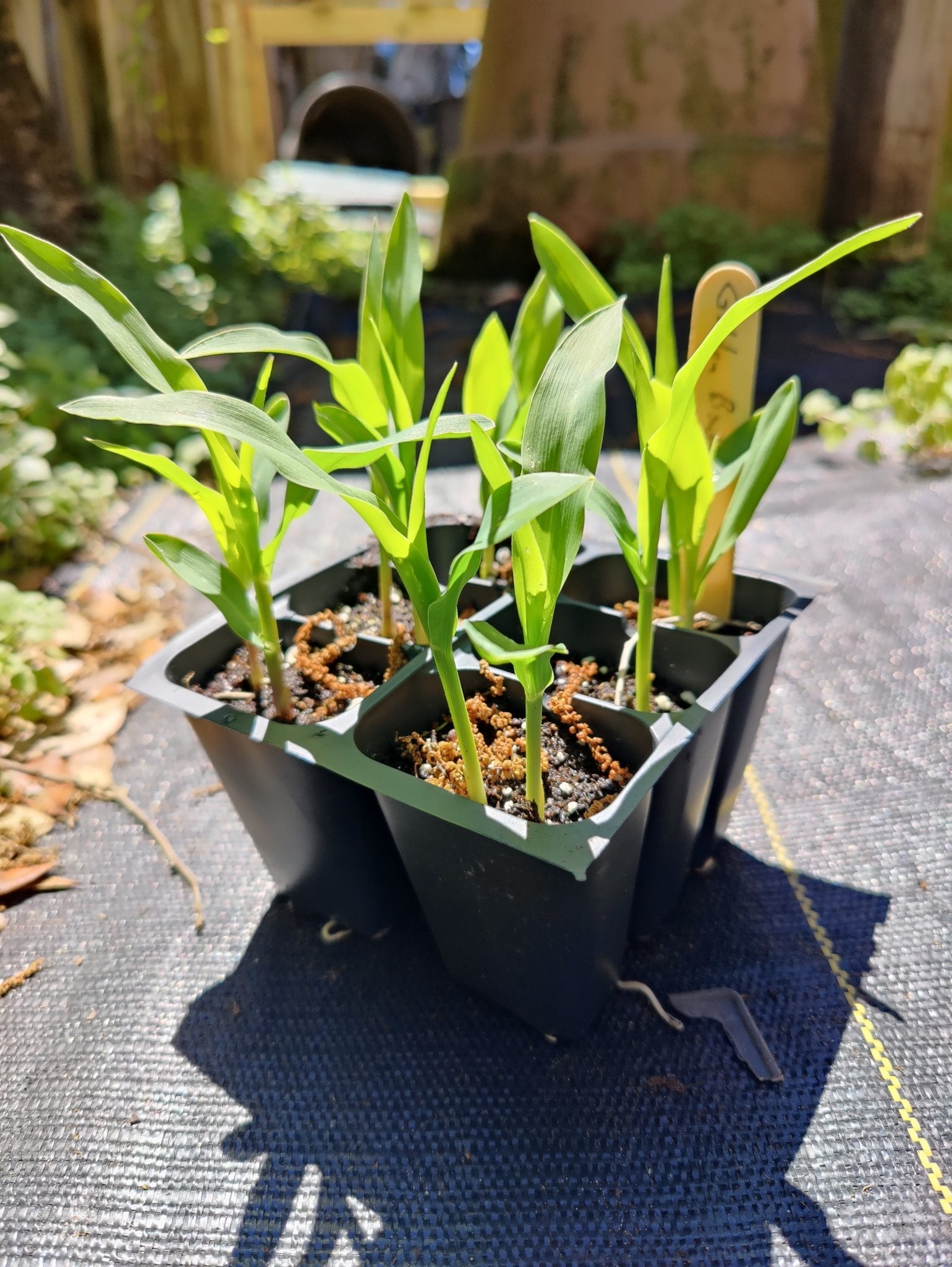 Corn - Country Gentleman Sweet Corn - (Heirloom) - Whitwam Organics