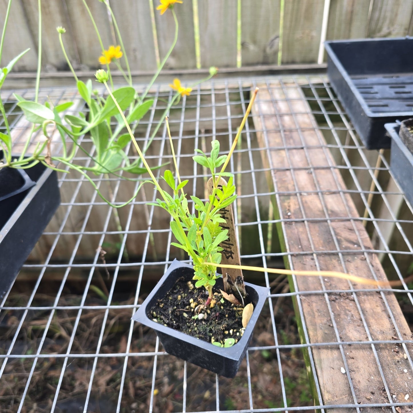 Cosmos - Bright Lights Mix - Whitwam Organics