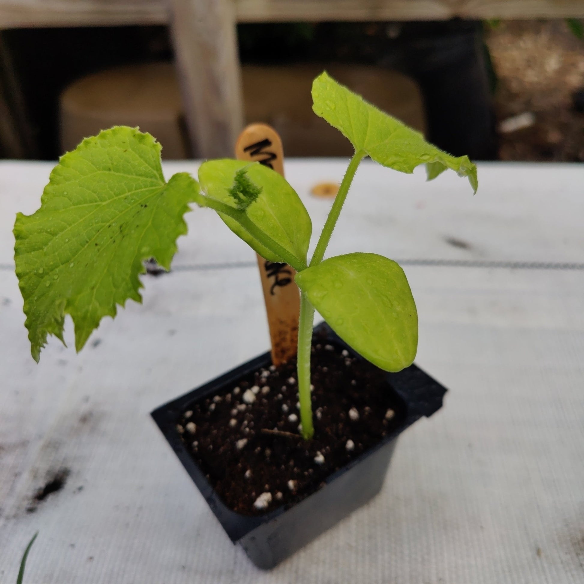 Cucumber - Marketmore - Whitwam Organics