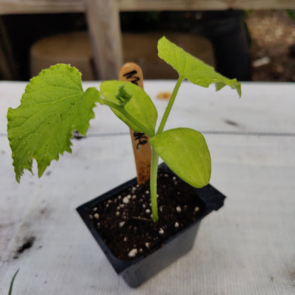 Cucumber - Marketmore - Whitwam Organics