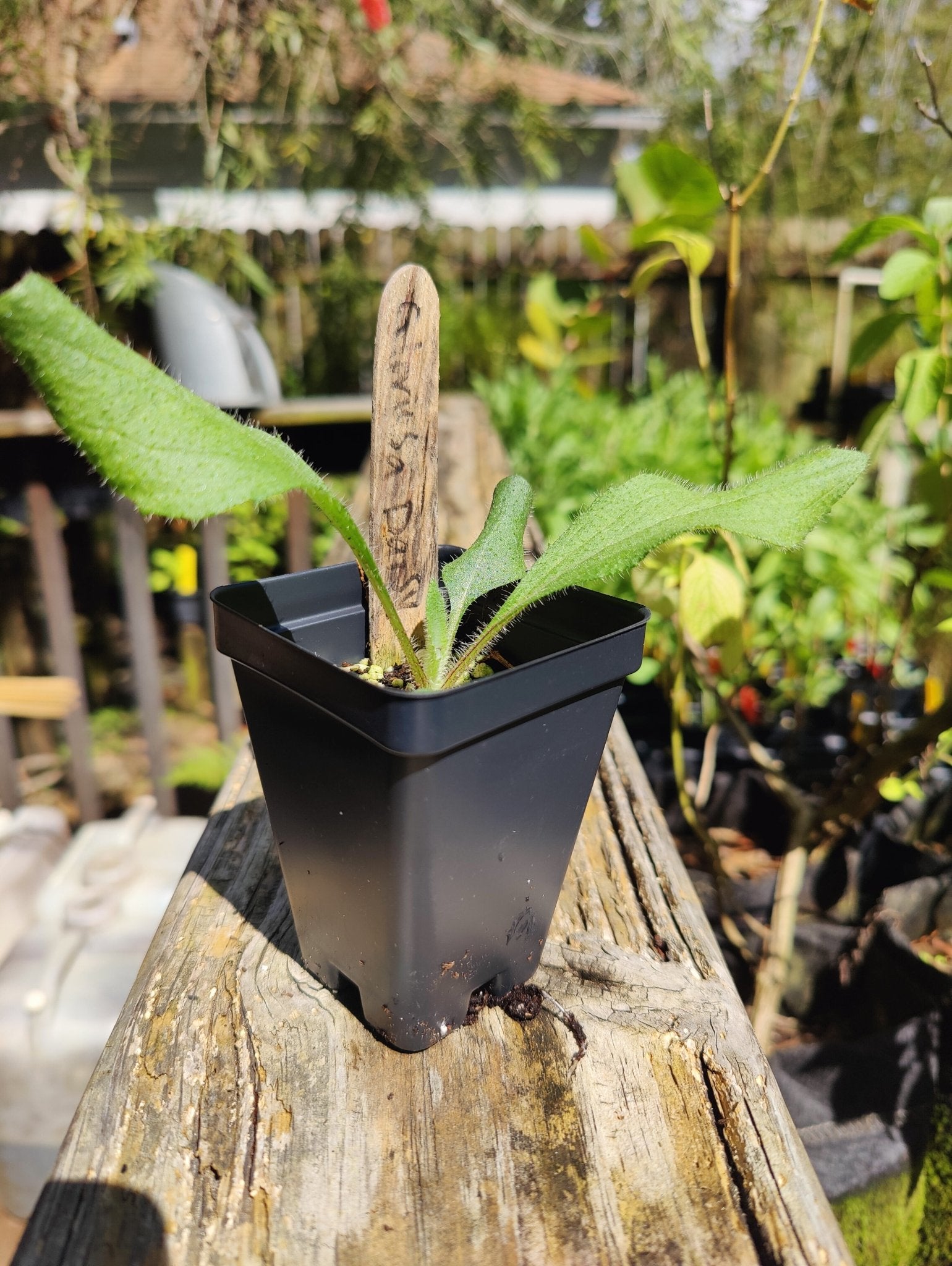 black eyed susan potted plant Black Eyed Susan (Florida Native) – Whitwam Organics