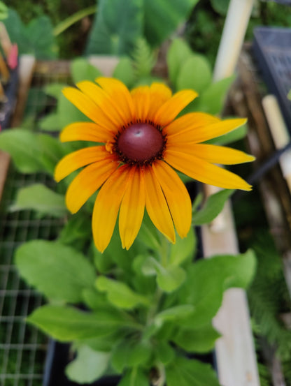 Daisy - Gloriosa Black Eyed Susan (Florida Native) - Whitwam Organics