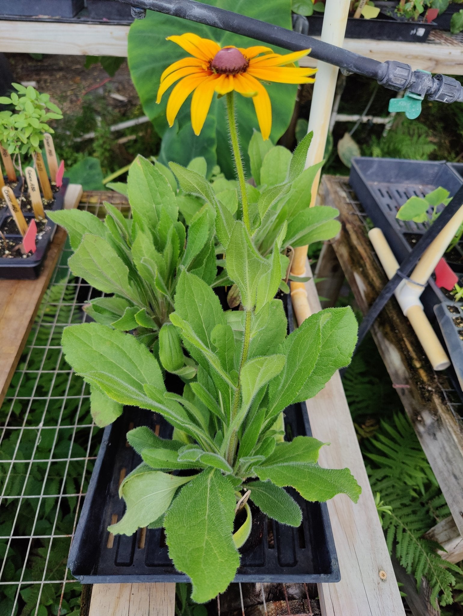 black eyed susan potted plants Black Eyed Susan (Florida Native) – Whitwam Organics