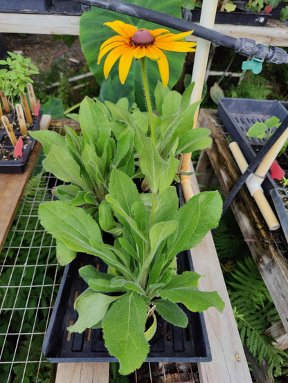 Daisy - Gloriosa Black Eyed Susan (Florida Native) - Whitwam Organics