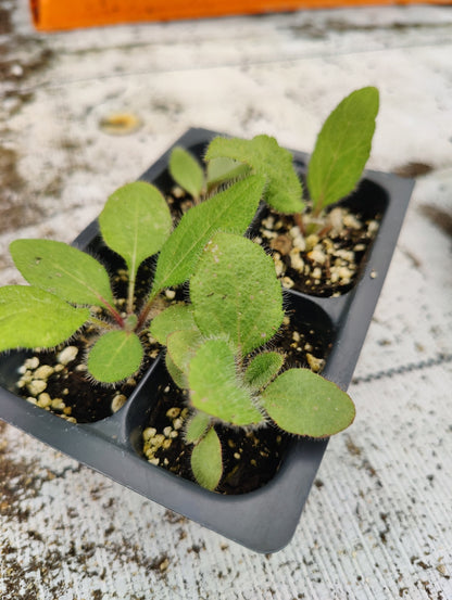 Daisy - Gloriosa Black Eyed Susan (Florida Native) - Whitwam Organics