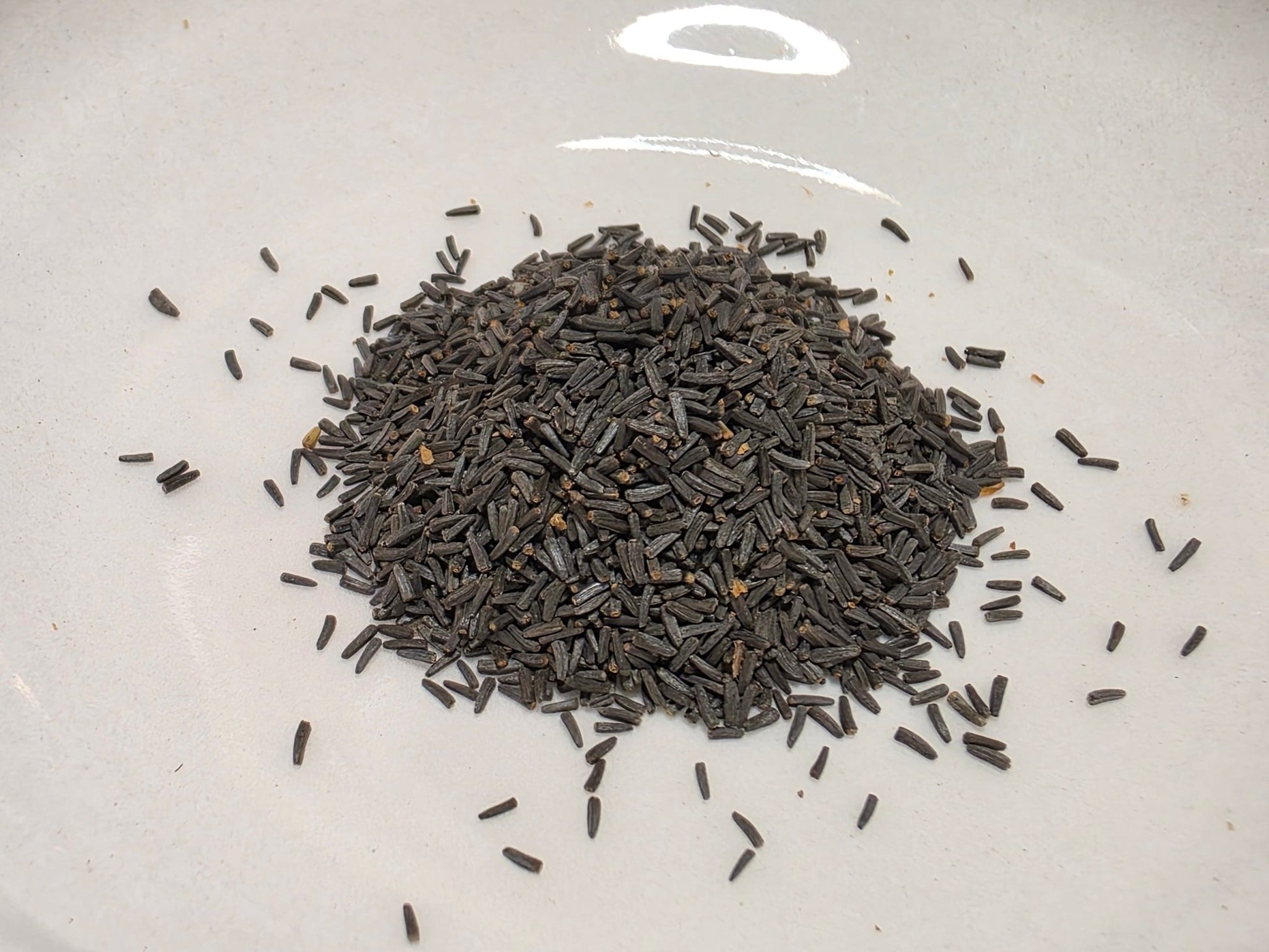 Daisy - Gloriosa Black Eyed Susan (Florida Native) - Whitwam Organics