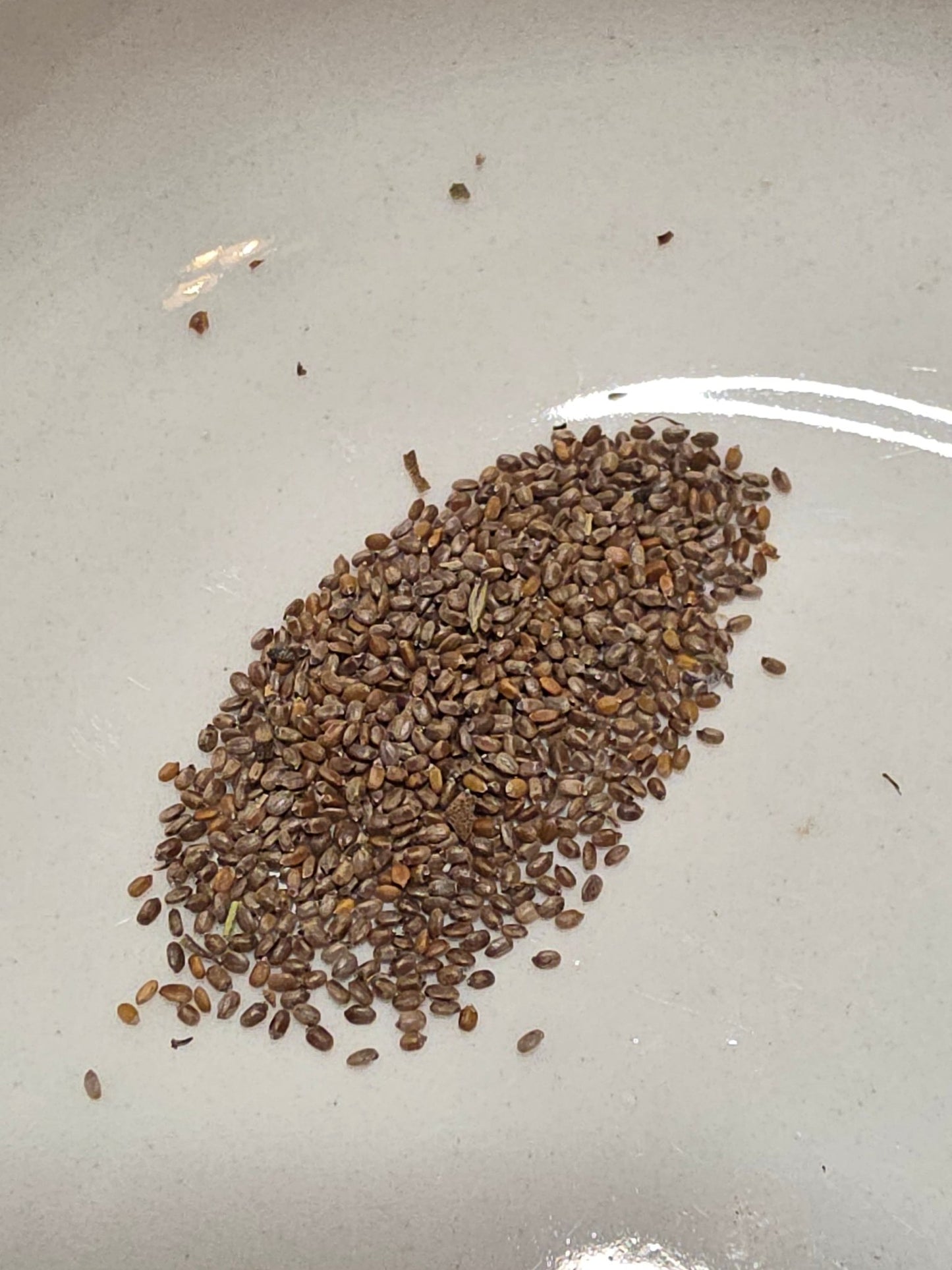 Dotted Horsemint Spotted Bee Balm (Florida Native) - Whitwam Organics