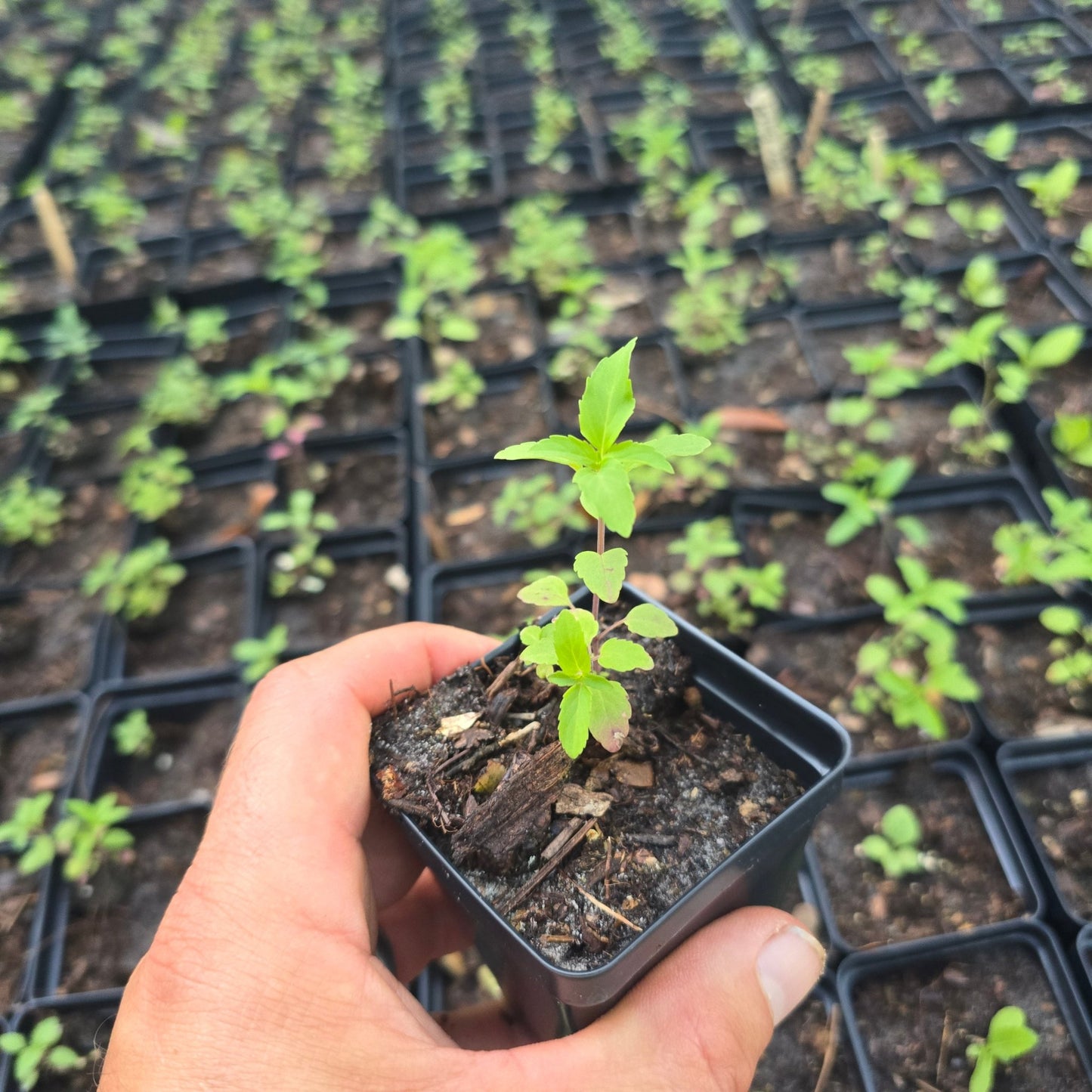 Dotted Horsemint Spotted Bee Balm (Florida Native) - Whitwam Organics