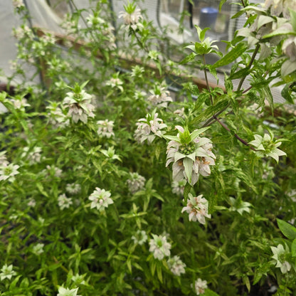 Dotted Horsemint Spotted Bee Balm (Florida Native) - Whitwam Organics