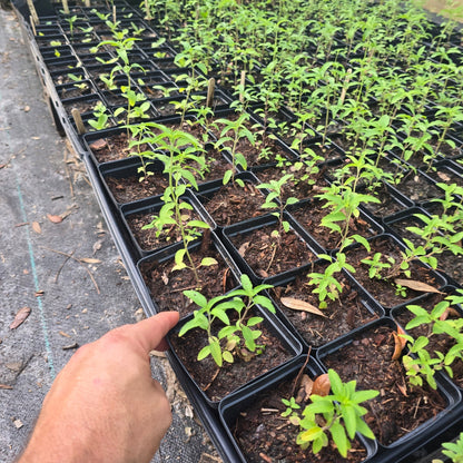 Dotted Horsemint Spotted Bee Balm (Florida Native) - Whitwam Organics