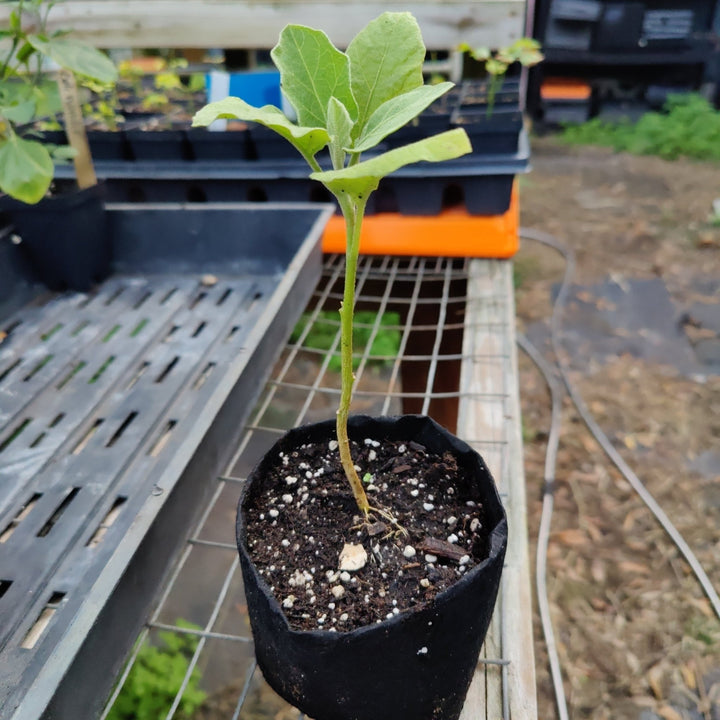 Eggplant - Black Beauty Italian - Whitwam Organics