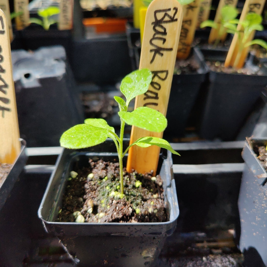Eggplant - Black Beauty Italian - Whitwam Organics
