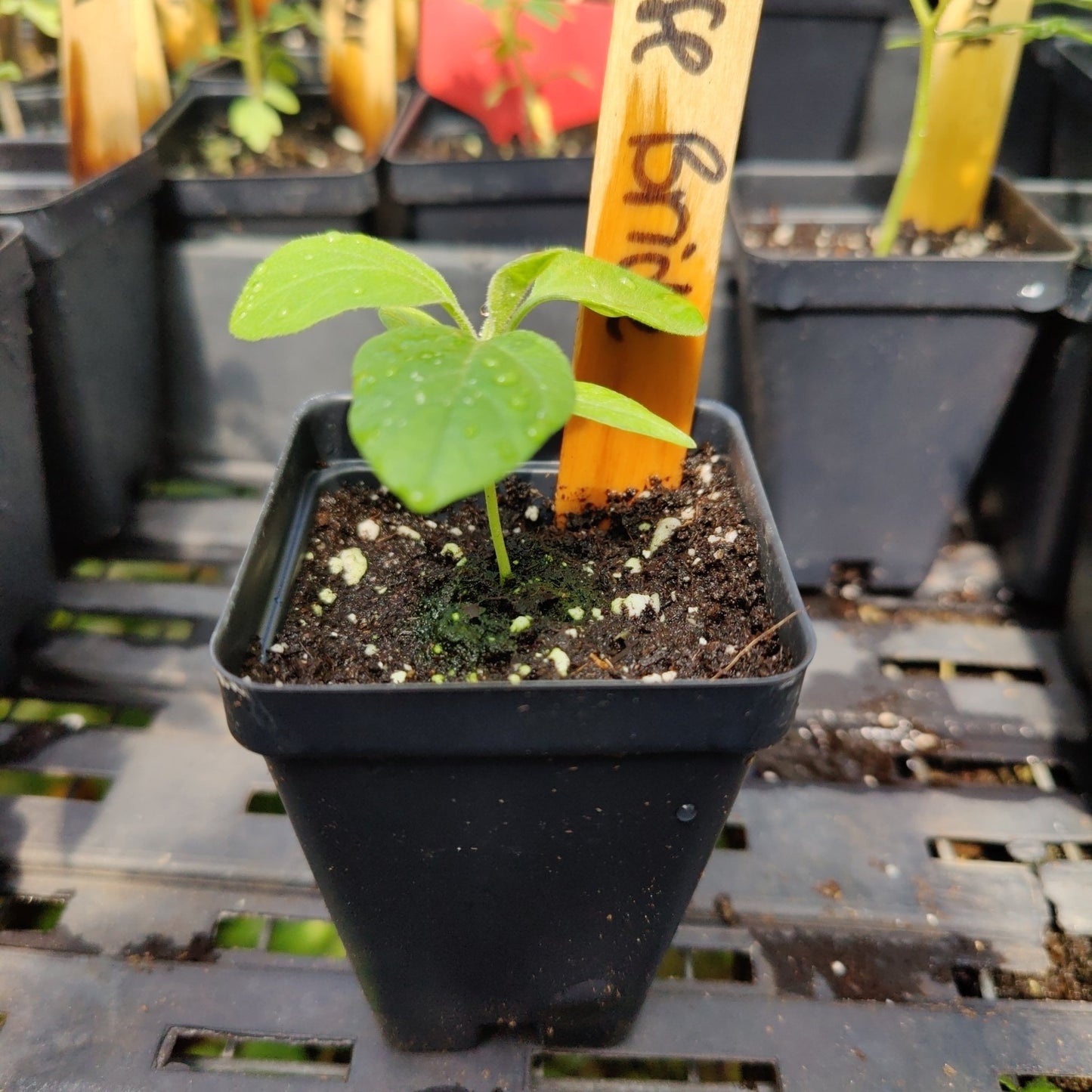 Eggplant - Chinese Bride - Whitwam Organics