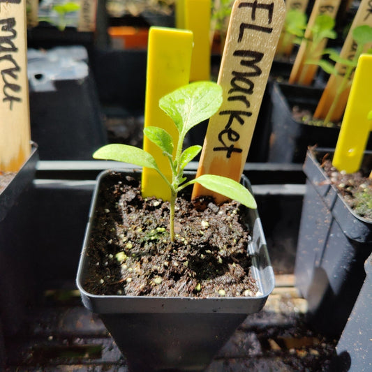 Eggplant - Florida Market (Florida Heirloom) - Whitwam Organics