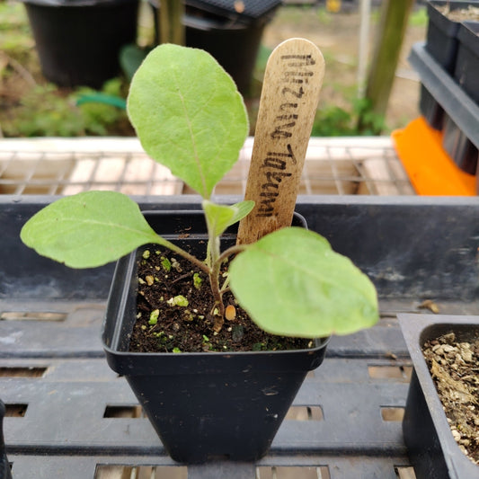 Eggplant - Mizuno Takumi Japanese - Whitwam Organics