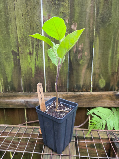 Eggplant - Mizuno Takumi Japanese - Whitwam Organics