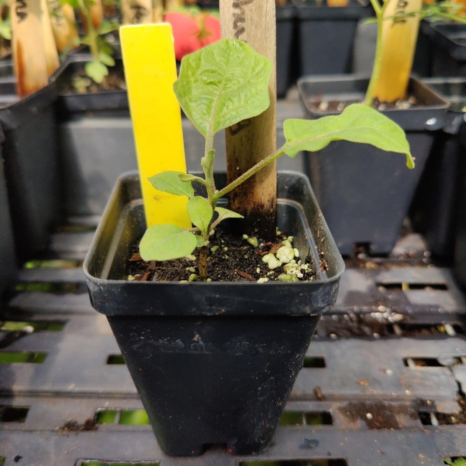 Eggplant - Shoya Long Japanese - Whitwam Organics