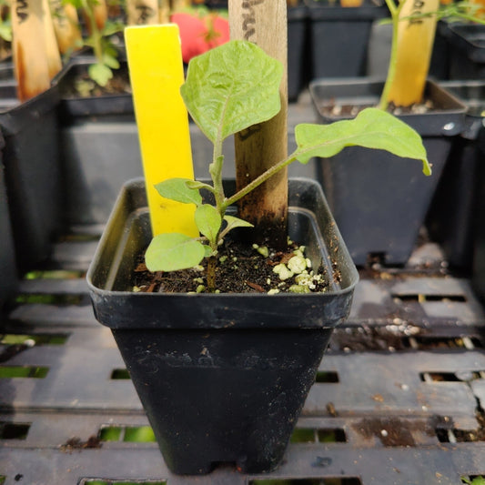 Eggplant - Shoya Long Japanese - Whitwam Organics