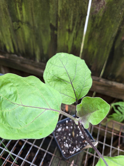 Eggplant - Shoya Long Japanese - Whitwam Organics