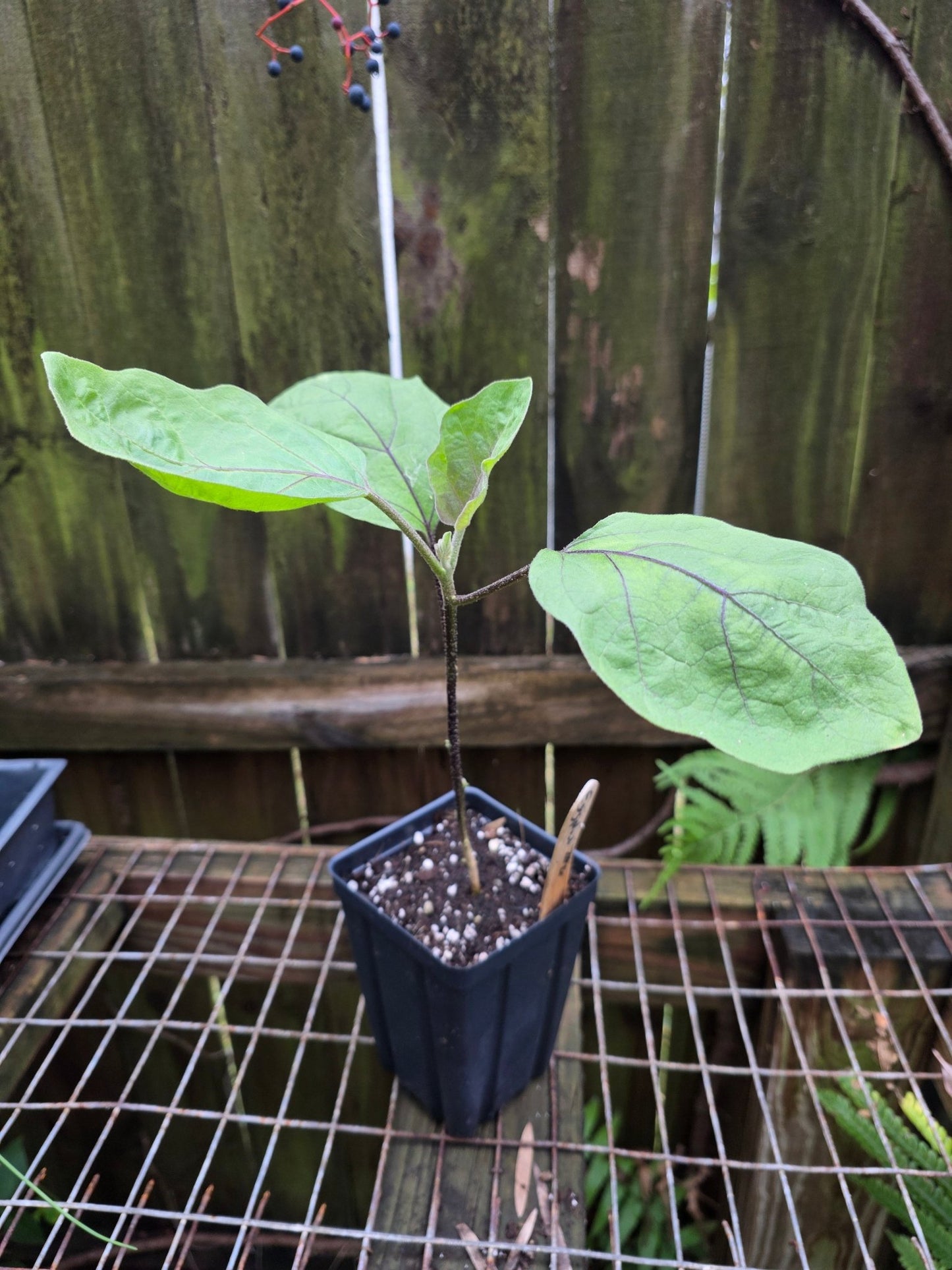 Eggplant - Shoya Long Japanese - Whitwam Organics