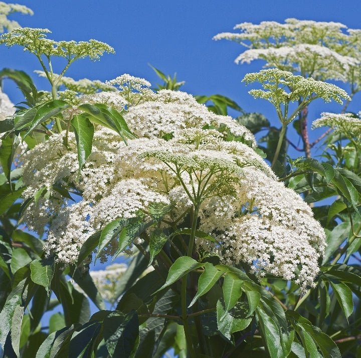 Elderberry (Sambucus nigra subsp. canadensis)(Florida Native) - Whitwam Organics