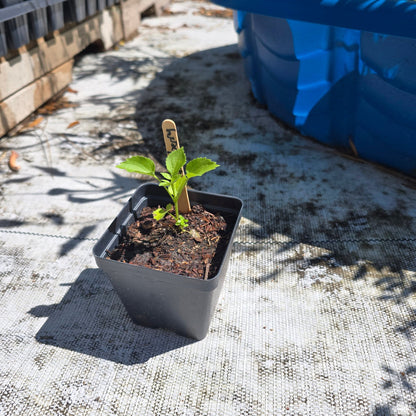 Elderberry (Sambucus nigra subsp. canadensis)(Florida Native) - Whitwam Organics