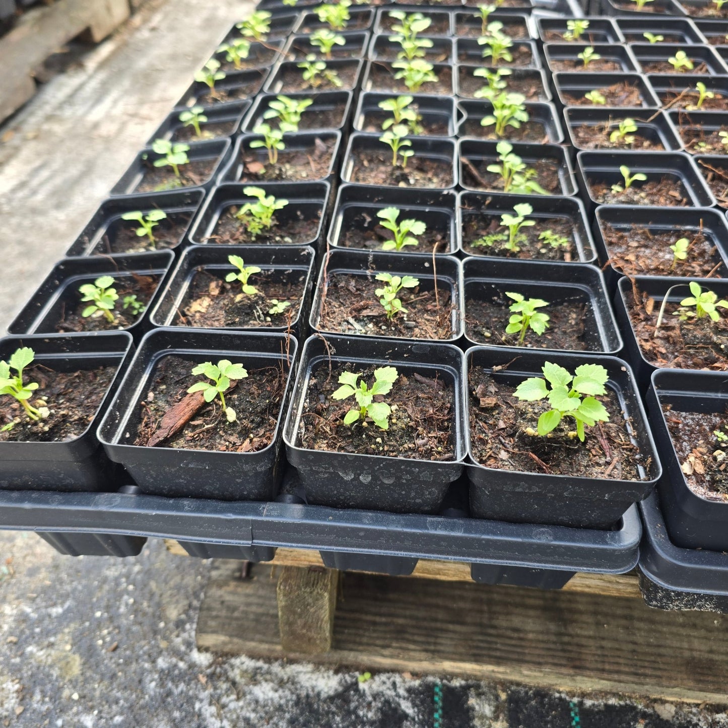 Elderberry (Sambucus nigra subsp. canadensis)(Florida Native) - Whitwam Organics