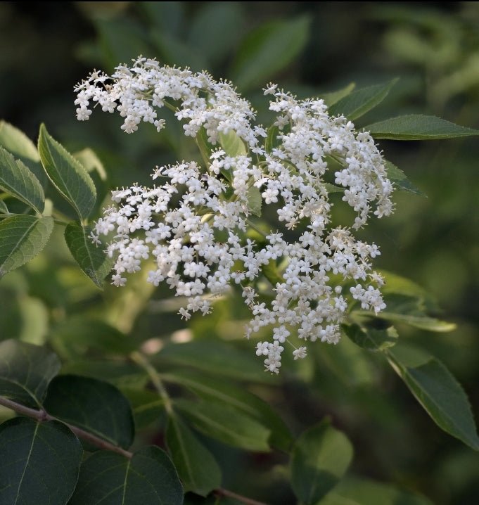 Elderberry (Sambucus nigra subsp. canadensis)(Florida Native) - Whitwam Organics