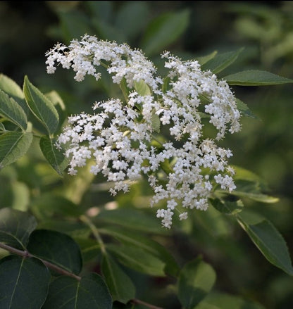 Elderberry (Sambucus nigra subsp. canadensis)(Florida Native) - Whitwam Organics