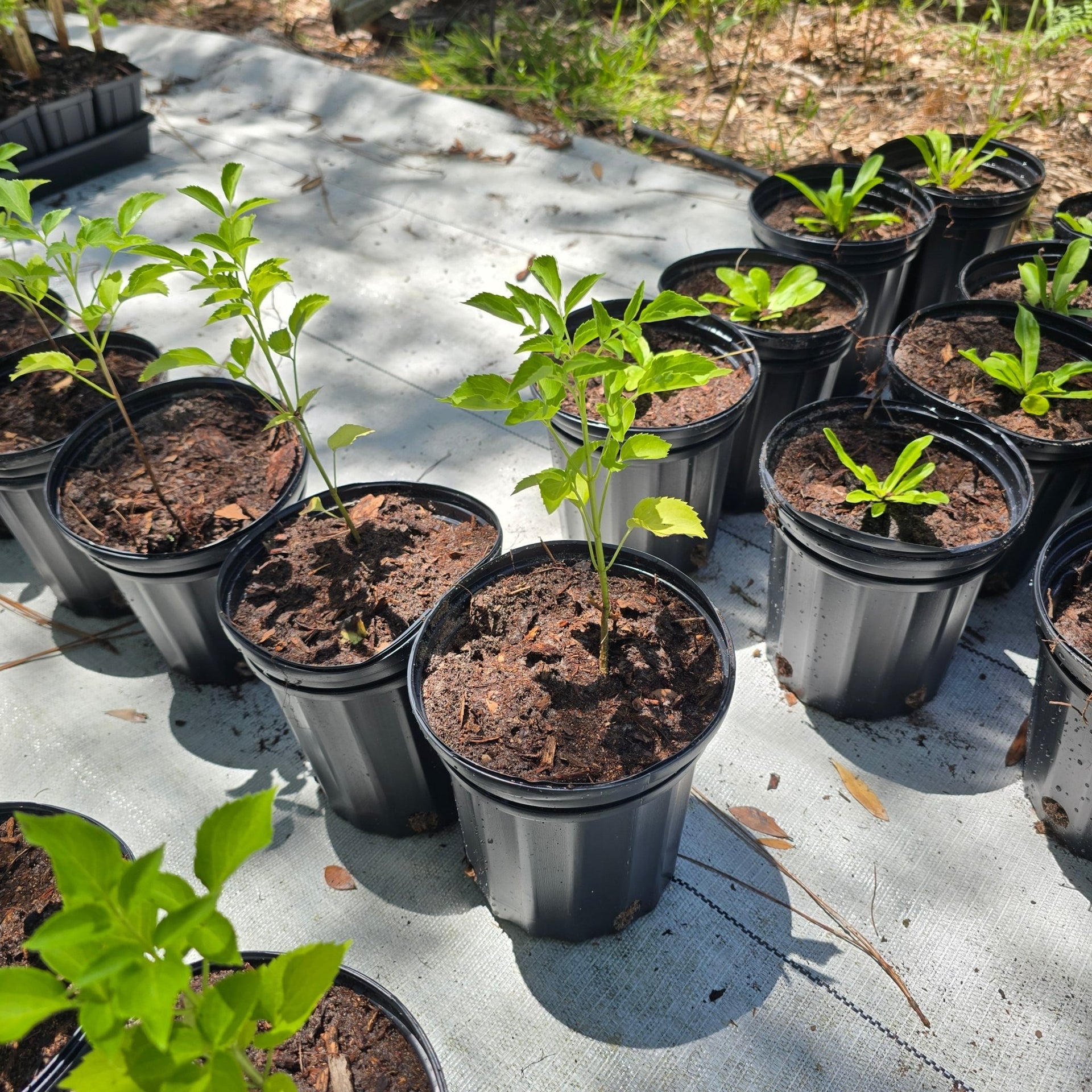 elderberry plant in pot Elderberry(Sambucus canadensis) (Florida Native) – Whitwam Organics
