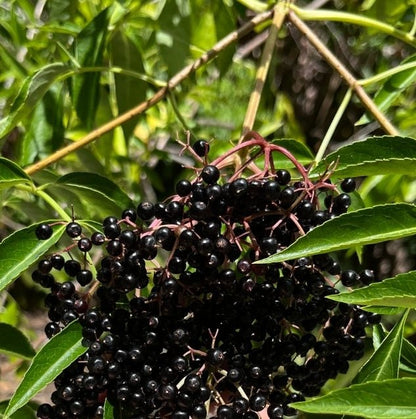 Elderberry (Sambucus nigra subsp. canadensis)(Florida Native) - Whitwam Organics