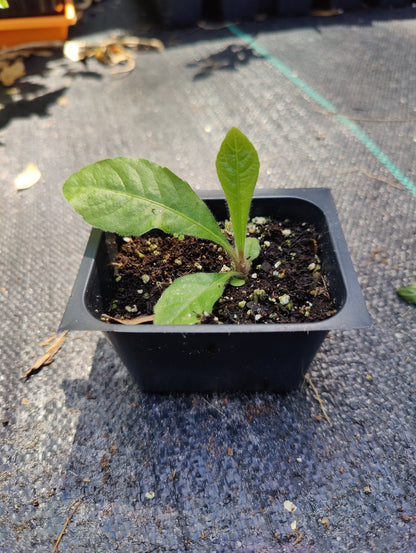 Elephant's Foot (Elephantopus elatus) (Florida Native) - Whitwam Organics