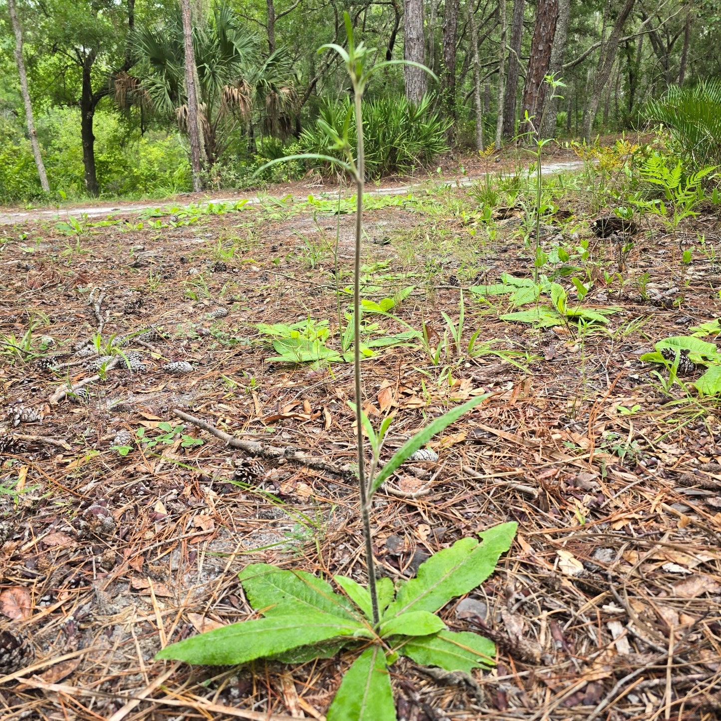 Elephant's Foot (Elephantopus elatus) (Florida Native) - Whitwam Organics