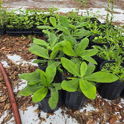 Elephant's Foot (Elephantopus elatus) (Florida Native) - Whitwam Organics