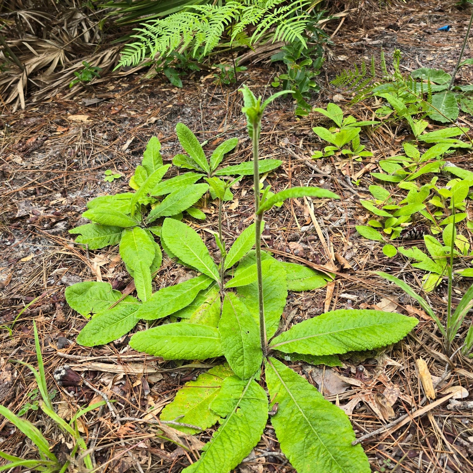 Elephant's Foot (Elephantopus elatus) (Florida Native) - Whitwam Organics