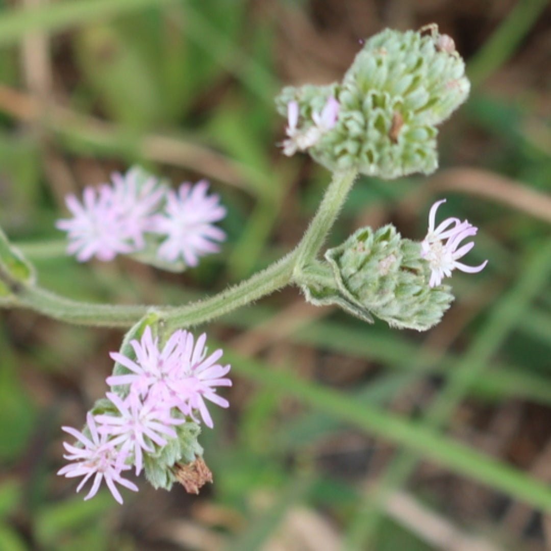 Elephant's Foot (Elephantopus elatus) (Florida Native) - Whitwam Organics