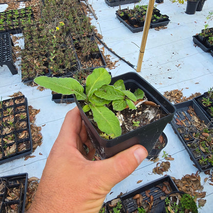Elephant's Foot(Elephantopus elatus) (Florida Native) - Whitwam Organics