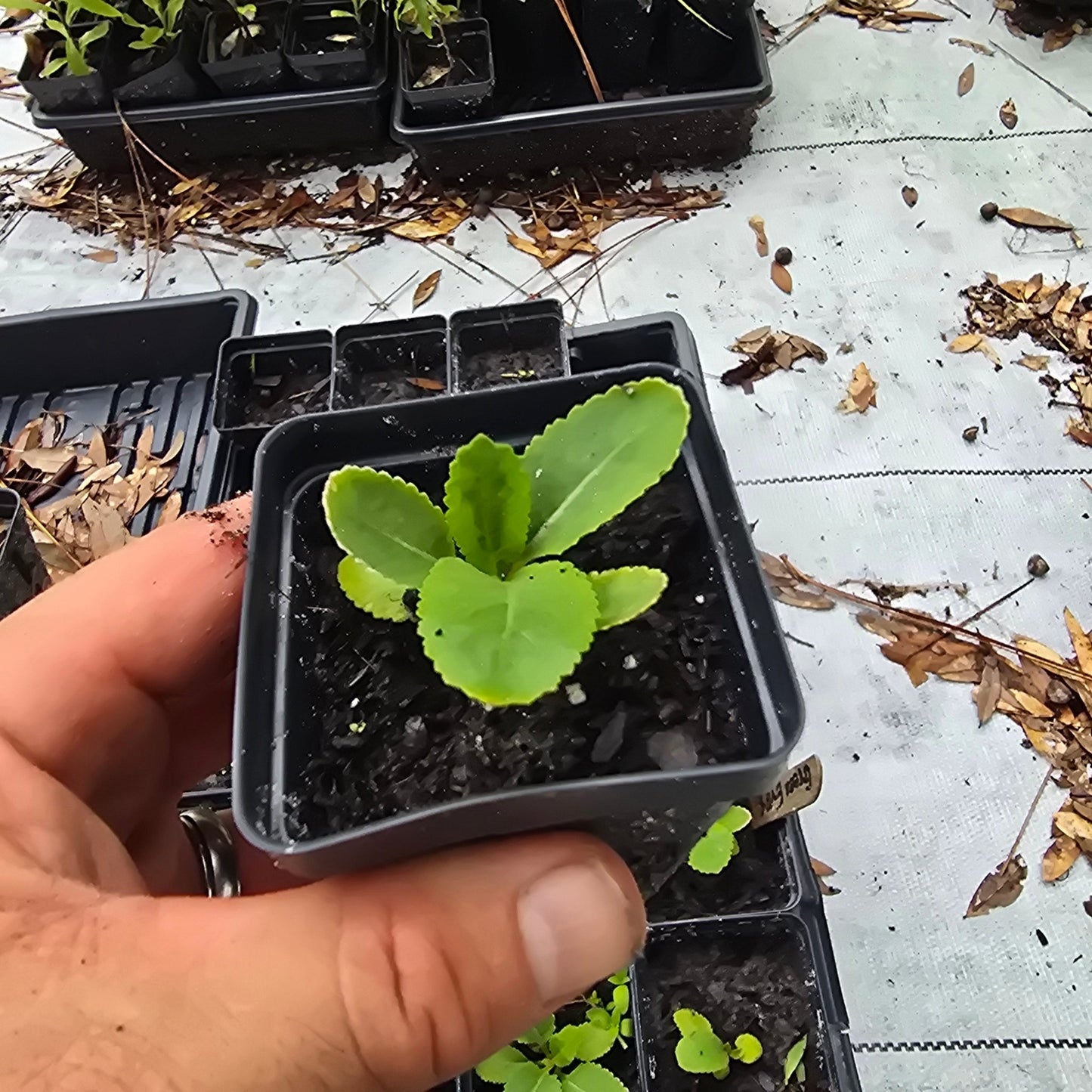 Florida Greeneyes (Berlandiera subacaulis) (Florida Native) - Whitwam Organics