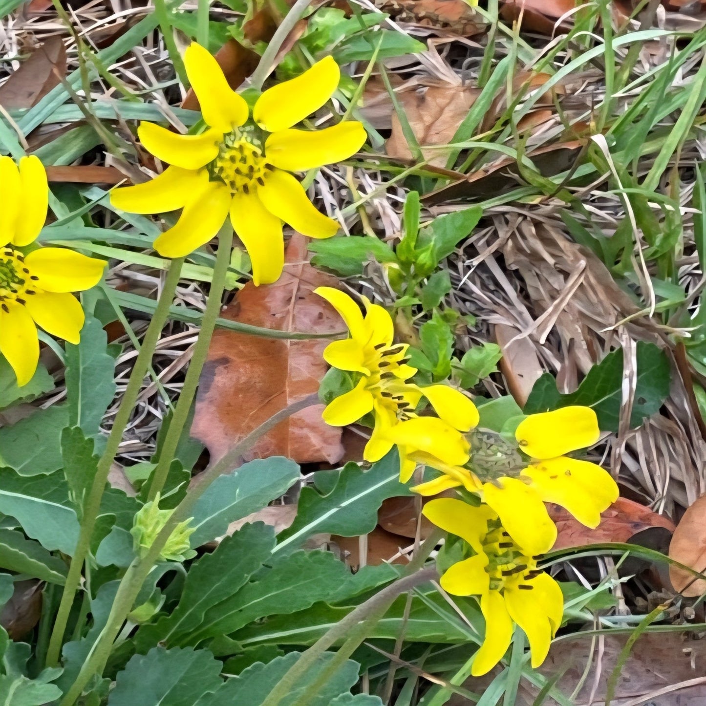 Florida Greeneyes (Berlandiera subacaulis)(Florida Native) - Whitwam Organics